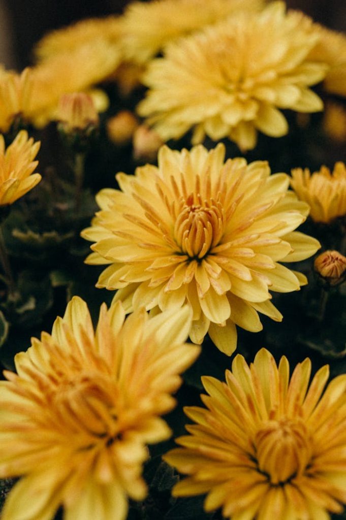 Yellow Flowers in Tilt Shift Lens