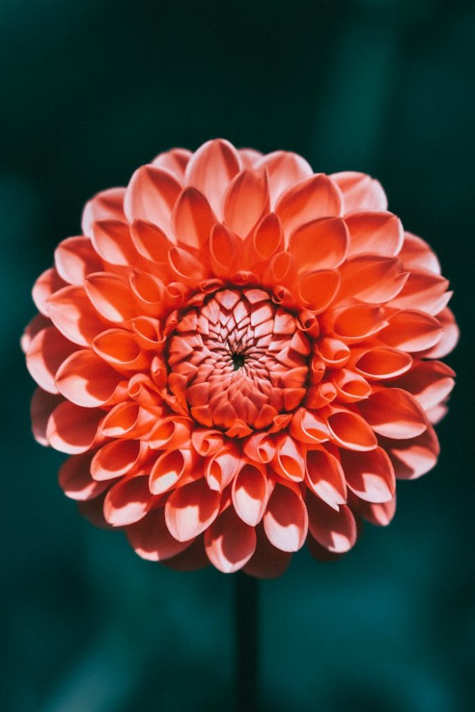 Close-up of a Red Dahlia 