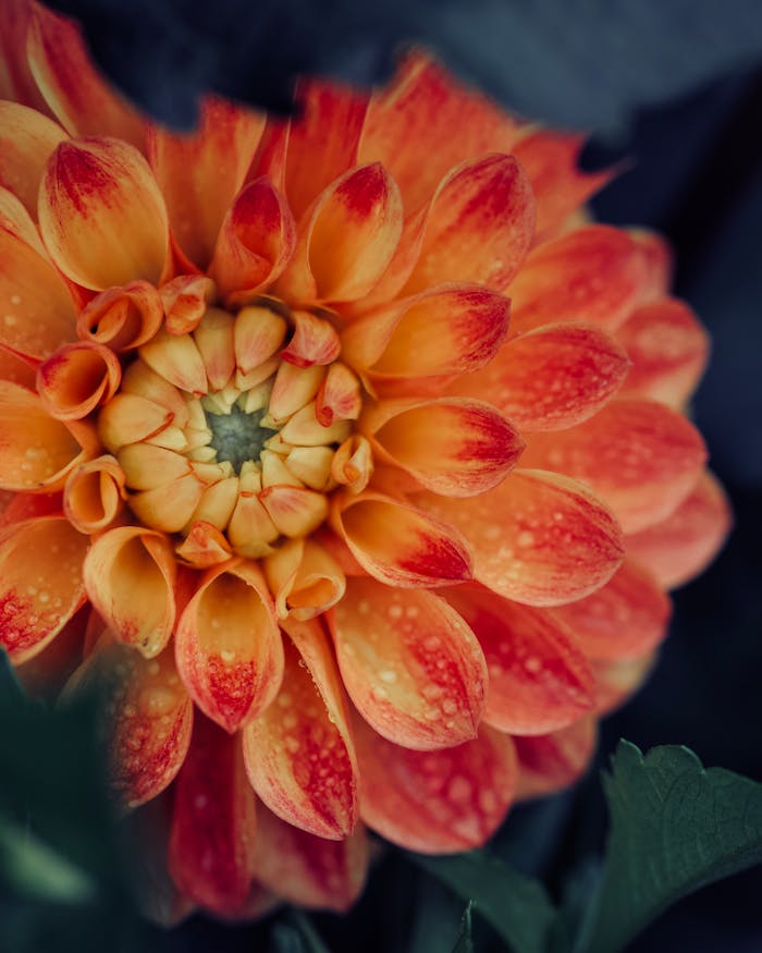 Drops on Dahlias