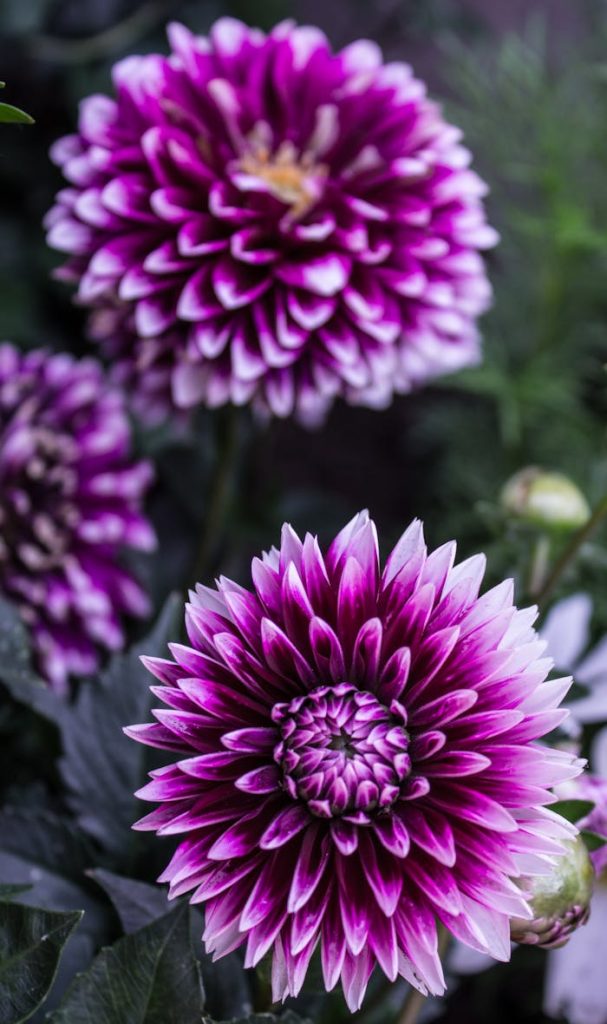 Three Purple Flowers